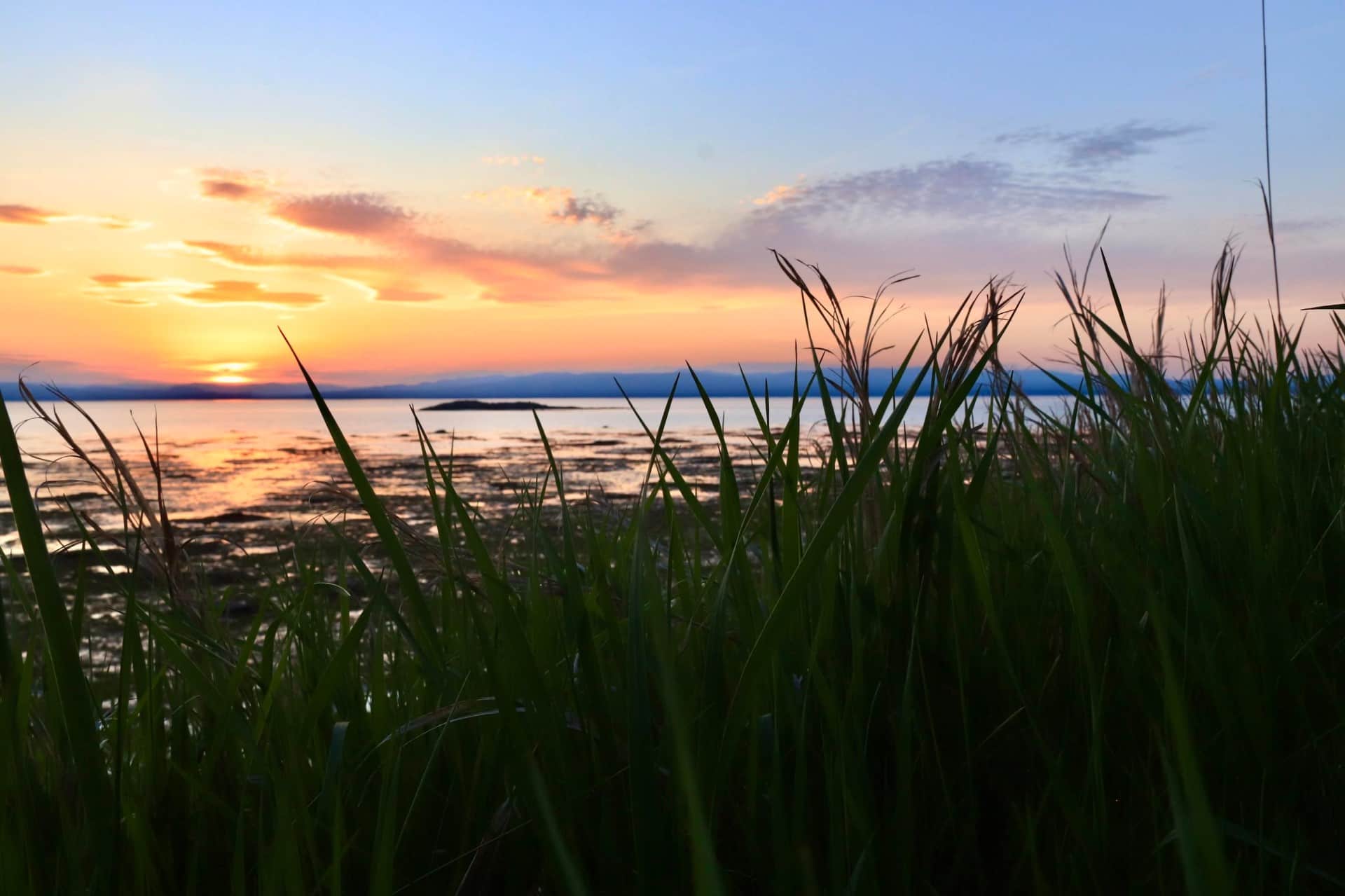 Coucher du soleil derrière le jonc